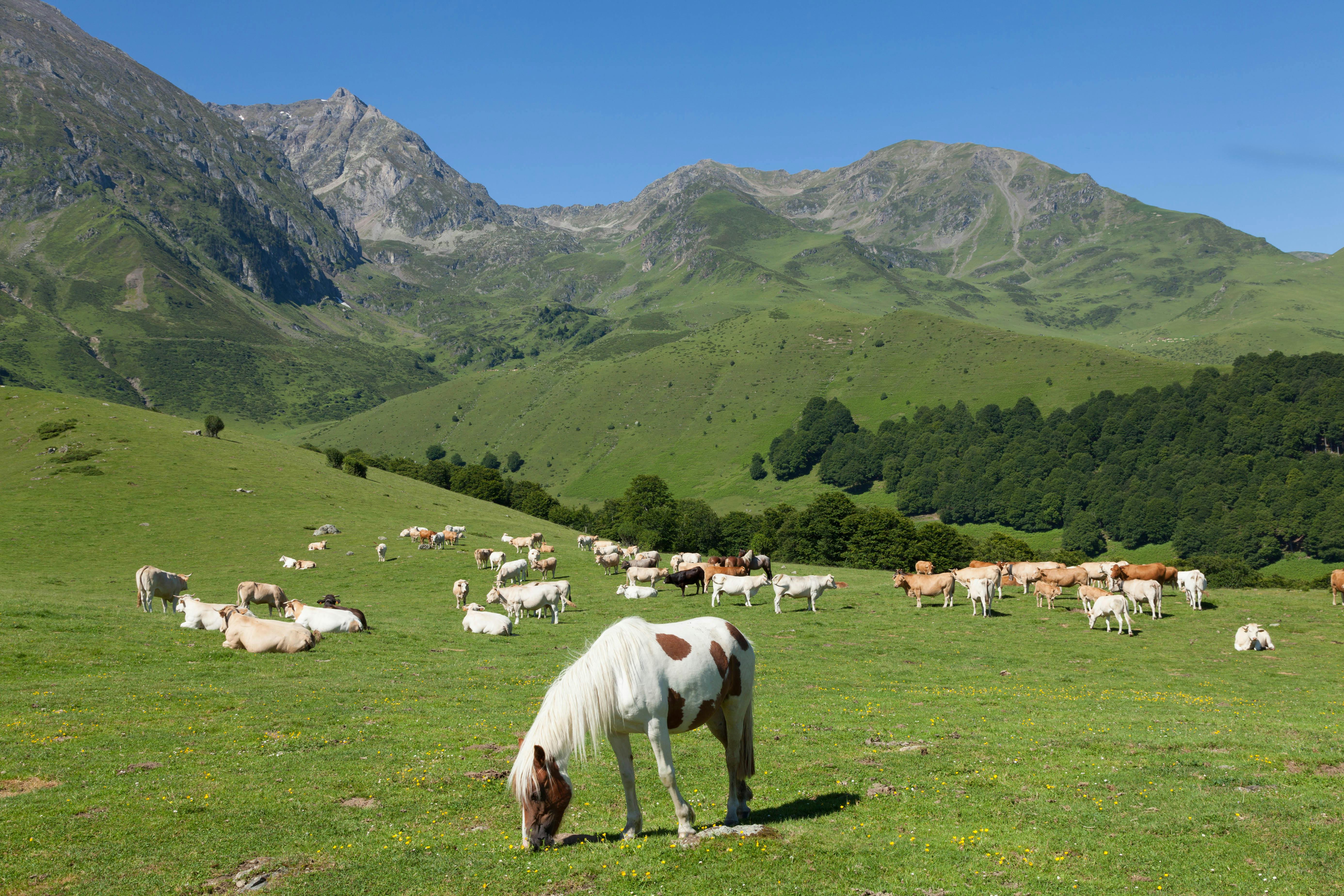 L'été à la montagne